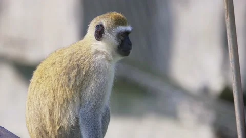 Lonely Monkey sitting on Rod Video stock 155832681