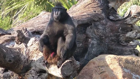 Lonely Monkey Sitting Tree Stock-Footage 72004113
