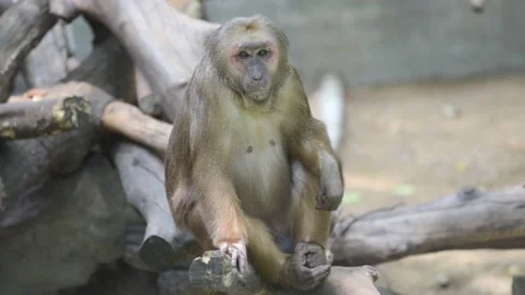 Lonely monkey sitting on tree Stock Footage 95176002