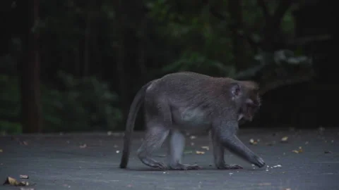 Lonely monkey walking and seeking food on street in asia Stock-Footage 134027851