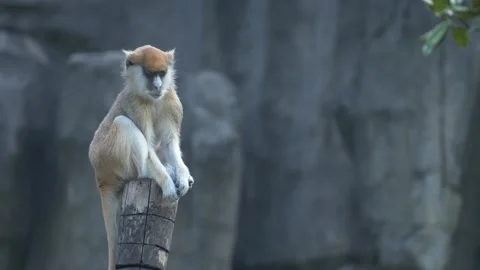 Lonely Monkey in a Zoo Stock Footage 155040618