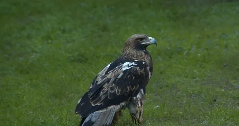 Lonely Mountain Eagle Standing On The Grass 動画素材 122610737