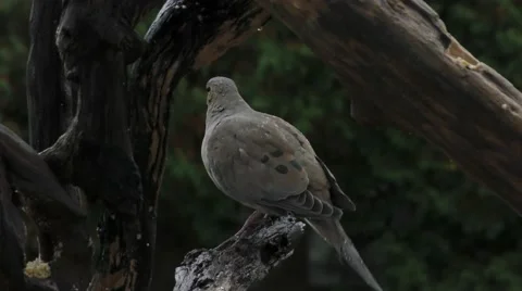 A lonely mourning dove in the rain Stock Footage 69060439