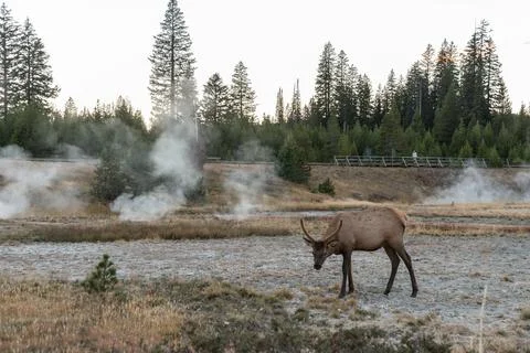 A lonely mule deer grazing in between a mud pot field in the Yellowstone NP Stock Photos