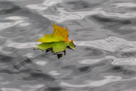 Lonely multi-colored maple leaf lies on the surface of the water. Stock Photos