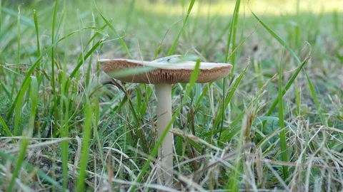Lonely mushroom in the grass Stock Footage 91935499