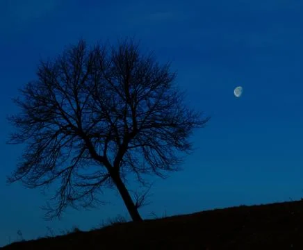 Lonely Night Tree Stock Photos