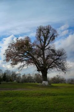 Lonely oak Stock Photos