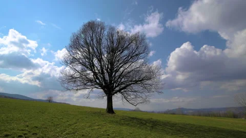 Lonely oak tree fast moving clouds timel... | Stock Video | Pond5