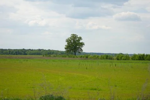 Lonely oak tree standing in the middle of a field Stock Photos
