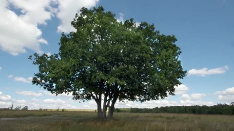 A lonely oak tree stands alone in a field Stock Footage 150326129