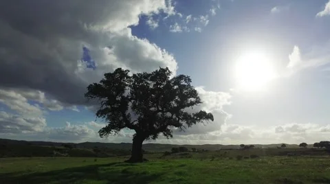 Lonely Oak Tree on a Winter Meadow Stock Footage 59437574
