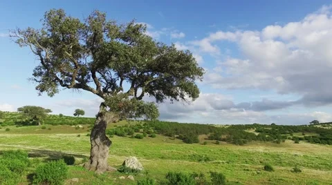Lonely Oak Tree on a Winter Meadow Stock Footage 59438462