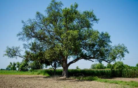 Lonely old big tree under blue sky in the field Stock Photos