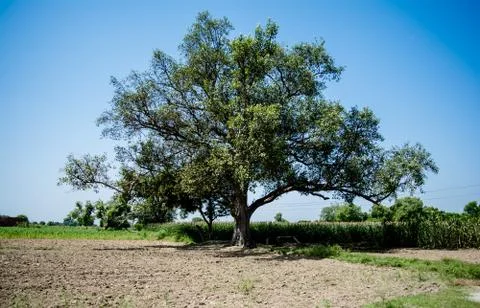Lonely old big tree under blue sky in the field Stock Photos