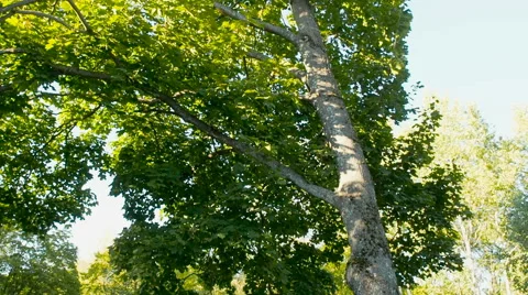 Lonely old maple on green meadow against blue sky background Stock Footage 67108533