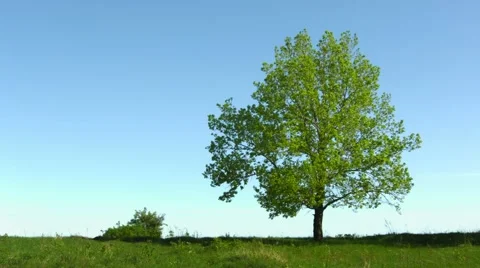 Lonely old oak tree in the meadow on sky background Video stock 42935804