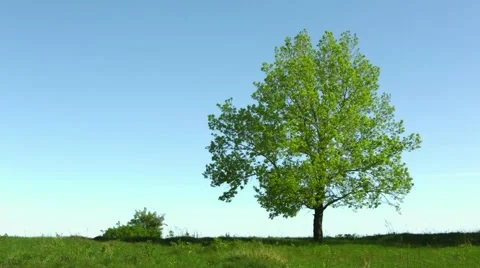 Lonely old oak tree in the meadow on sky background Stock Footage 48335986