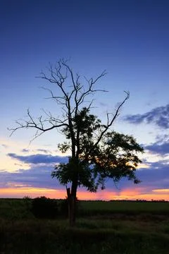 Lonely old tree on the background of the sunset Stock Photos