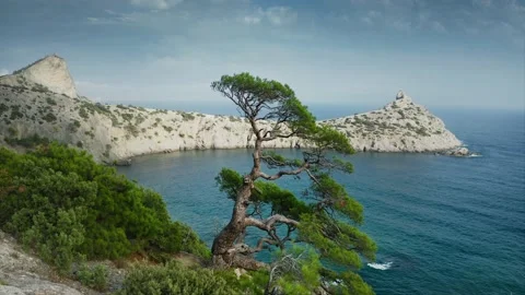 A lonely old tree growing on the edge of a precipice, its roots clinging to a Stock Footage 218404311