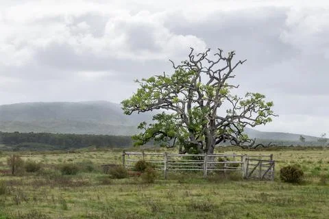 A lonely old tree inside a corral in the countryside, with the mountains in.. Stock Photos