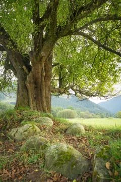Lonely old tree on meadow Stock Photos