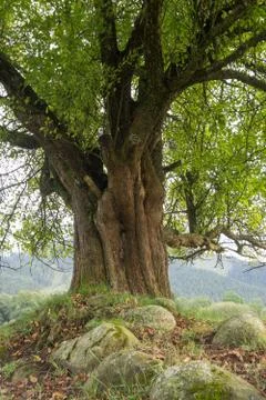 Lonely old tree on meadow Stock Photos