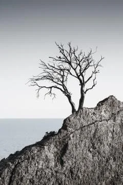 Lonely old tree pine on a mountain on the rocks on sea background. Foto stock