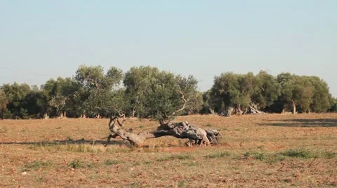 Lonely olive tree and red clay earth Video stock 12052095