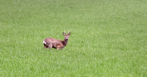 Lonely one Roe Deer wild animal grazing on a meadow and looking at the camera Stock Footage 195935383