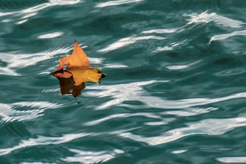 Lonely orange color maple leaf lies on the surface of the water. Stock Photos