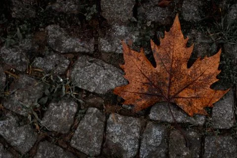 Lonely оrange tree leaf on a rainy day in autumn Stock Photos