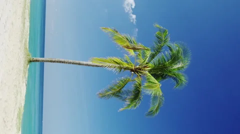 Lonely Palm on the Beach Stock Footage 51826788