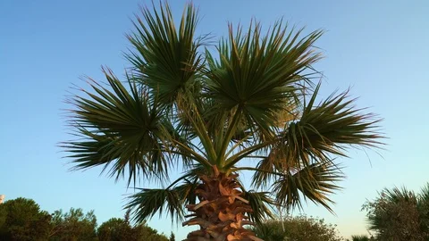 Lonely palm in the forest Stock Footage 126272364