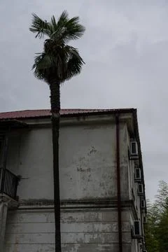 Lonely palm tree against the background of an old building and an overcast sk Stock Photos