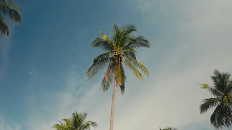 Lonely Palm Tree Against Clear Blue Sky Minimal Tropical Scene Stockbeeldmateriaal 332622738