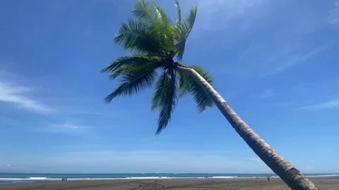 Lonely palm tree on the beach in Marino Ballena National Park Stock Footage 292117780