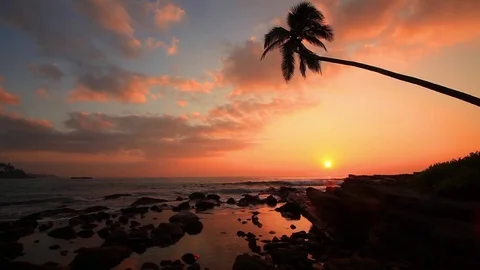 Lonely palm tree on the beach at sunset Vídeo Stock 72523314