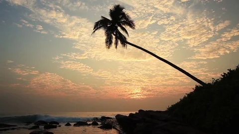 Lonely palm tree on the beach at sunset 库存影片 72525019