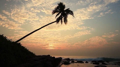 Lonely palm tree on the beach at sunset Stock Footage 80447419