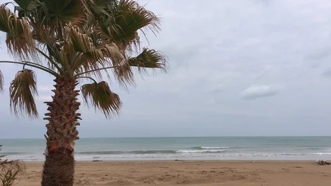 Lonely palm tree on beach on windy spring day Stock Footage 122115644
