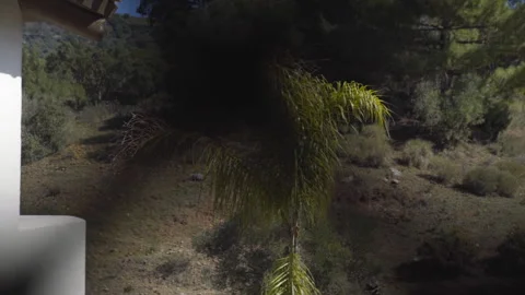 A lonely palm tree in the garden of the villa Stock Footage 265654760