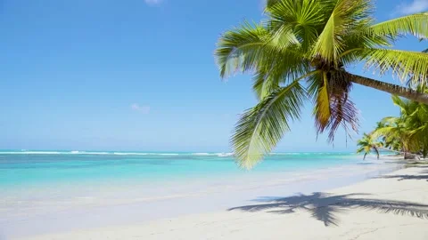 Lonely palm tree over the ocean stock video background. Natural tropical beach Video stock 151501371