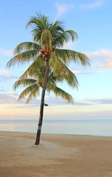 Lonely palm tree Foto stock