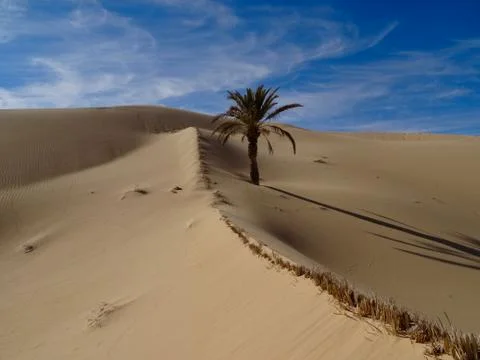 Lonely palm tree Stock Photos