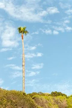 Lonely palm tree Stock Photos