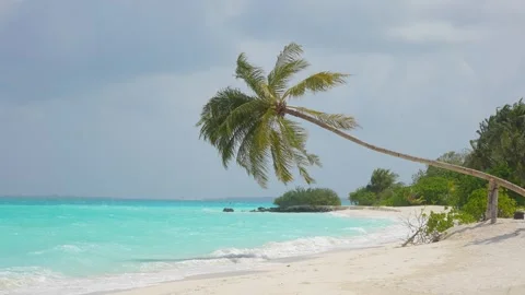 Lonely palm tree on sandy beach in background of picturesque sea. Tropical Stock Footage 263310402