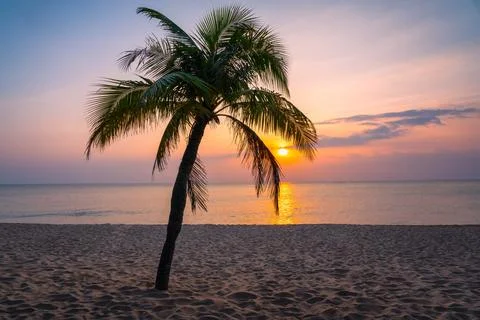 A lonely palm tree on a sandy beach against the background of a bright sunset Stock Photos