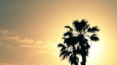 Lonely palm tree in the sun backlighting Stock Footage 49368314