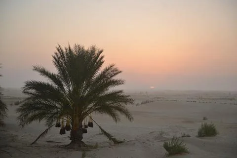 Lonely palm tree at sunrise in Tunisian Sahara desert Foto stock